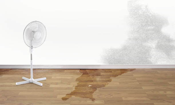 Best Water damage restoration near me  in Fayette, LA